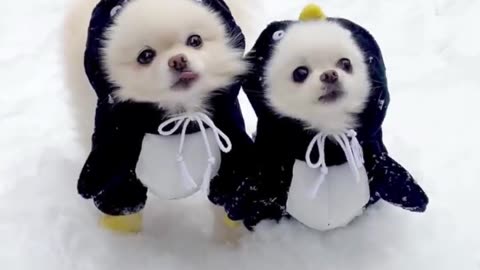 Cute and funny puppy playing on snow 🐶