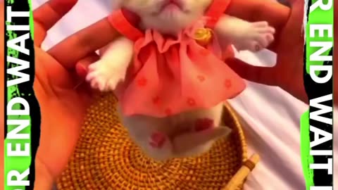 So Cute Baby Cats kids video 😻 | #shorts #viral
