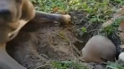 Interesting Game of Dog & Mouse #shorts #viral #shortsvideo #video