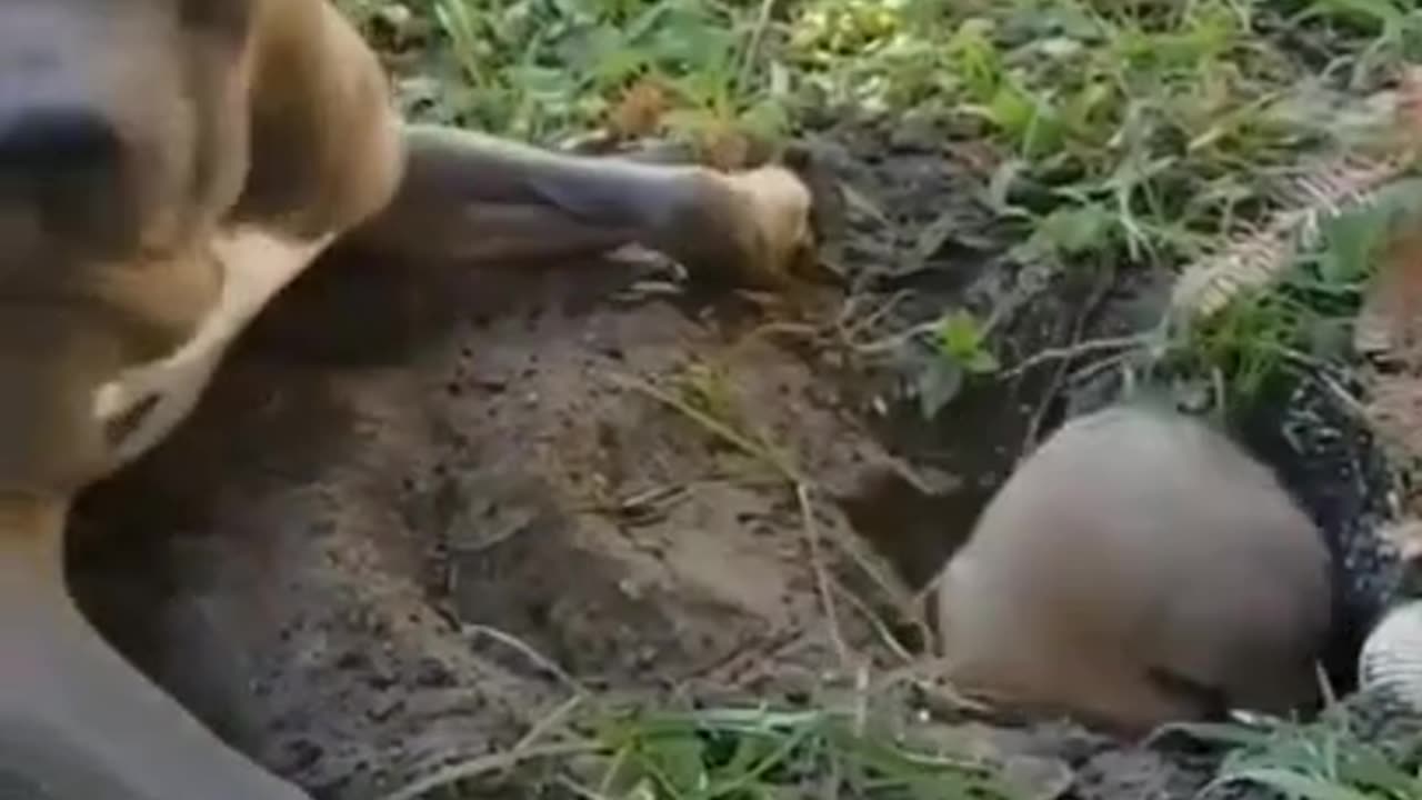 Interesting Game of Dog & Mouse #shorts #viral #shortsvideo #video