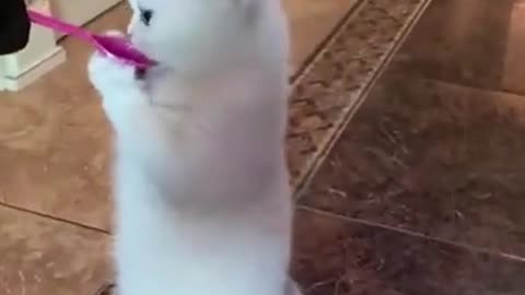 funny cat