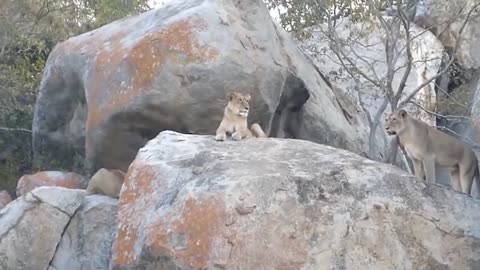 True King of Jungle! Lion Save Baby