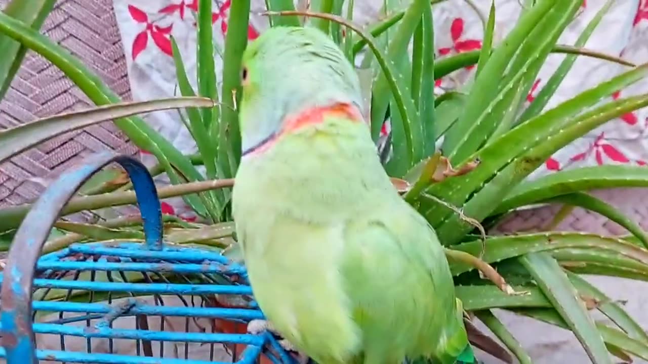 Parrot Calling Sounds Colorful Cute.❤️🦜❤️❤️🦜