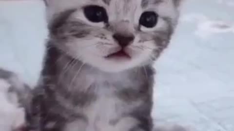 FUNNY CATS VIDEO