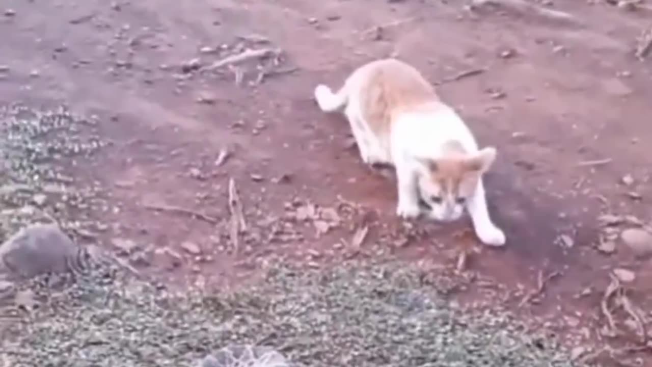 Funny animal video