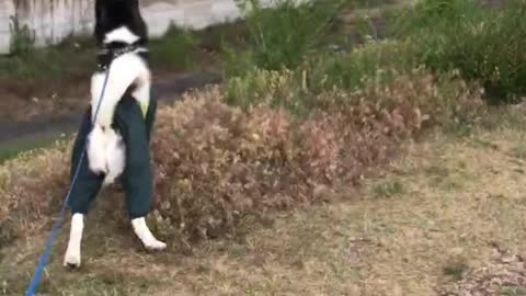 husky spotted a dog in an aviary.