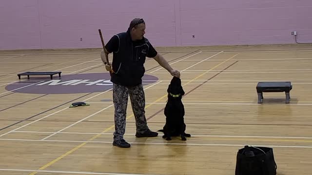 K9 training