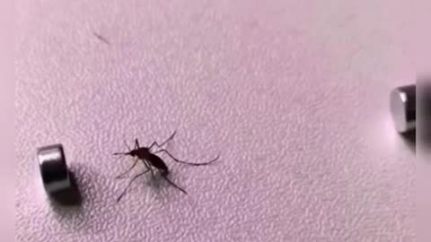 mosquito killer magnet