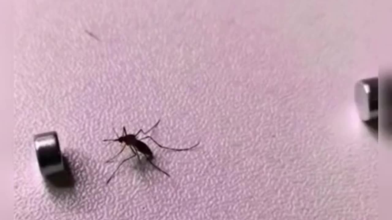 mosquito killer magnet