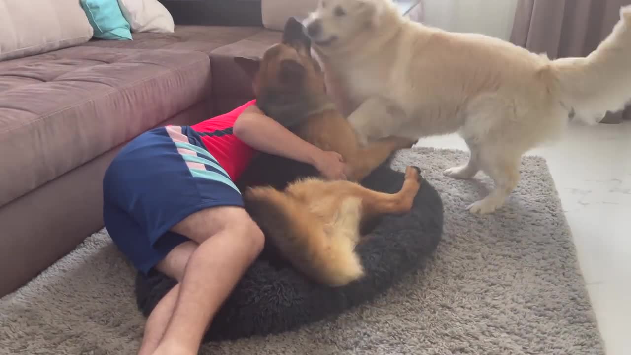 Golden Retriever won't let me and German Shepherd be in his bed