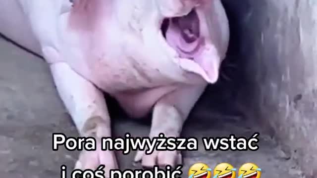 Pora najwyższa wstać i coś porobić 🤣🤣🤣