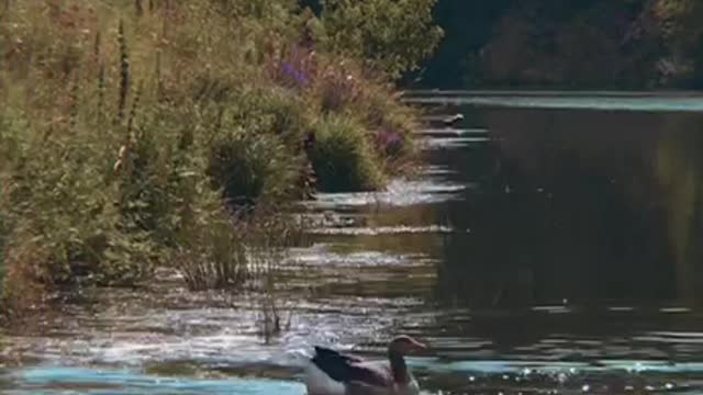 Swans take turns entering the water