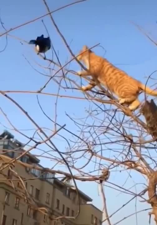 amazing animal | animal fighting (2022)