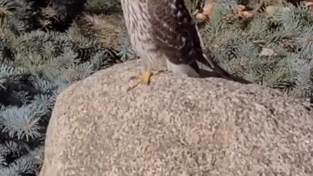 do you know what bird this is #hawk #falcon #bird #hawktok #birdsofprey