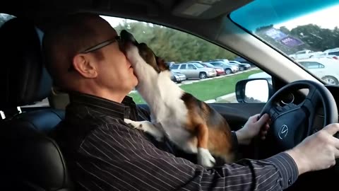 Check out this puppy's reaction after he realizes where he is!