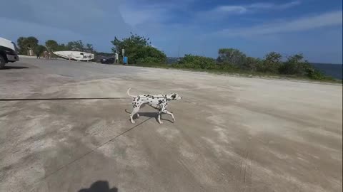 Luna Checking Out The Recovery of a Sailboat in Melbourne FL