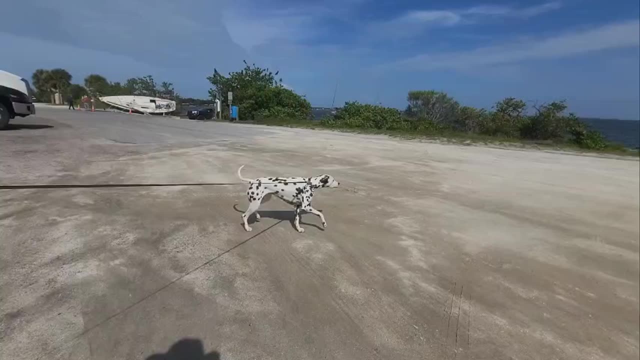 Luna Checking Out The Recovery of a Sailboat in Melbourne FL