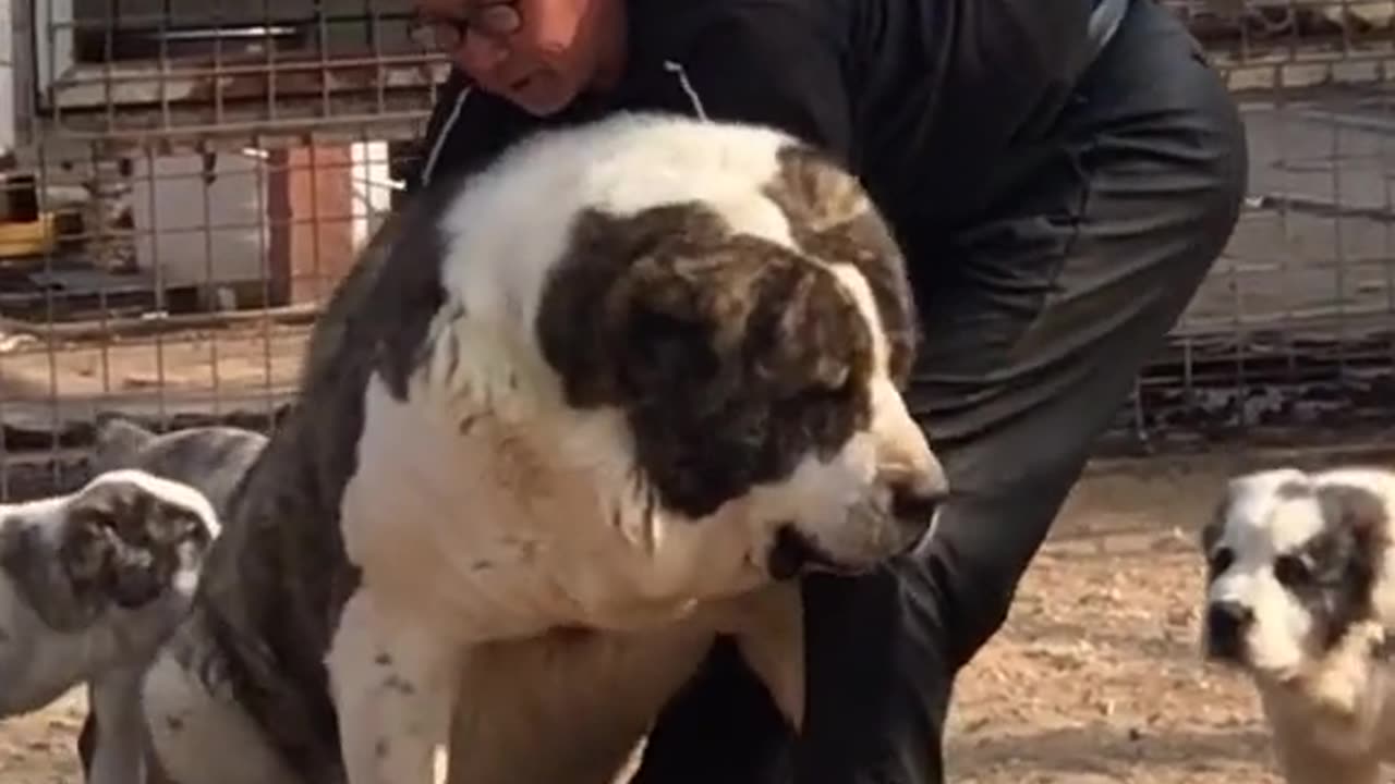 biggest dog in the world