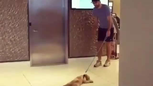 Lazy dog