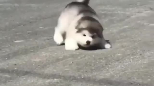 Cute Husky pups cutest dogs in the world
