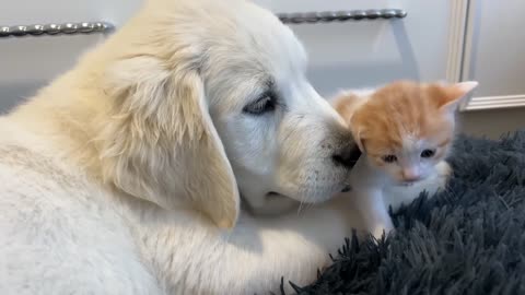 O esgotamento do cão é real. Veja como evitá-lo