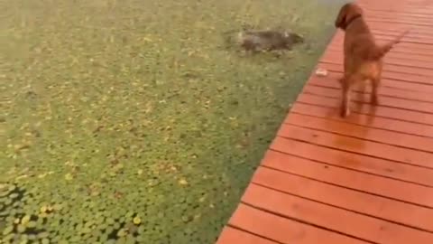 Your daily dose of funny cute dogs