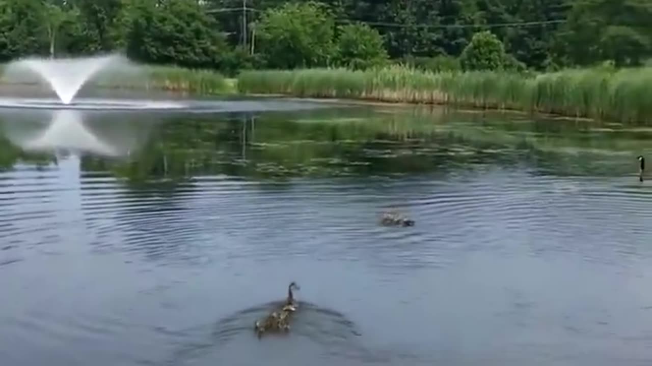 Watch this duck who has babies of her own immediately adopt 10 orphaned ducklings