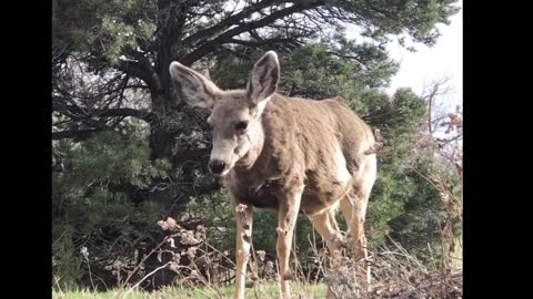 Animals so cute 🌹cute baby animals video 🌹cutest moment of the animals 🌹