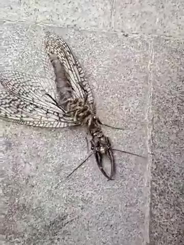 What is this? 😳😳😳. An Insect made in a laboratory or it is extraterrestrial?