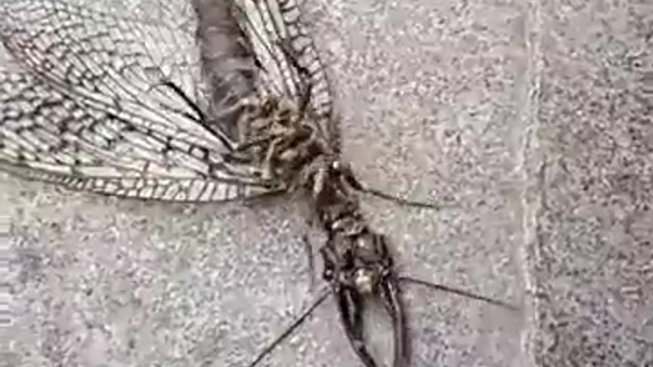 What is this? 😳😳😳. An Insect made in a laboratory or it is extraterrestrial?