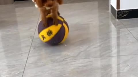 This little teddy is so good at playing ball!