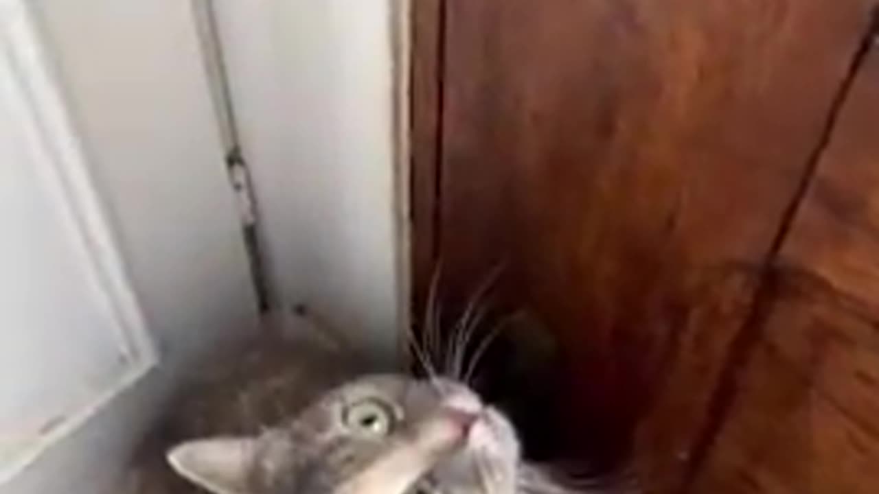 The 🔊 sounds that draws in felines to come near you.