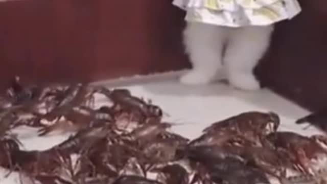 dog surrounded by crabs