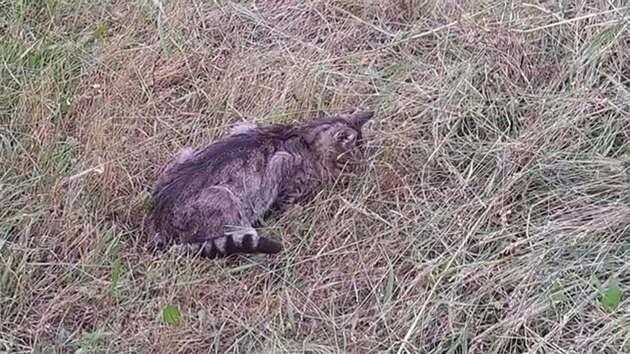 A street cat's mouse hunting moment.