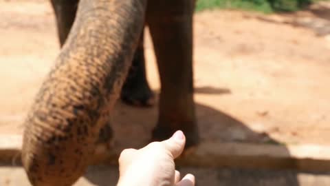 Funny elephant eating banana eating videos