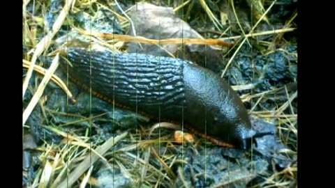 Limax cinereoniger - Ukkoetana