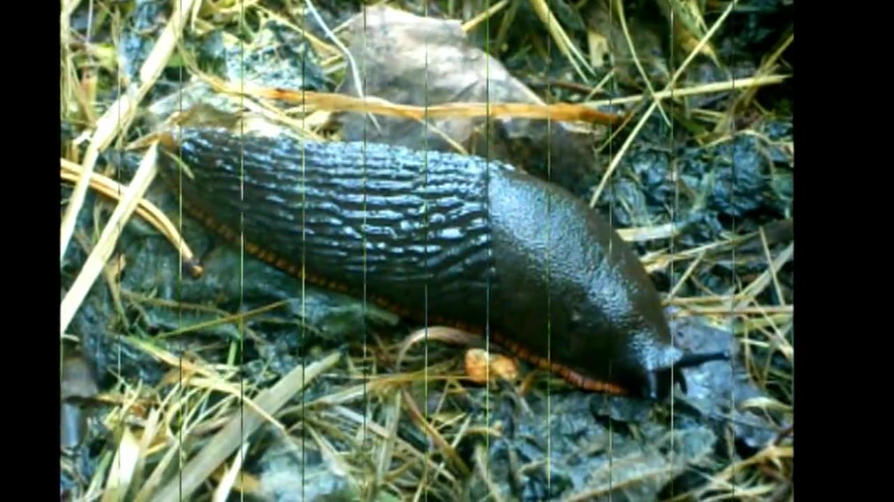 Limax cinereoniger - Ukkoetana
