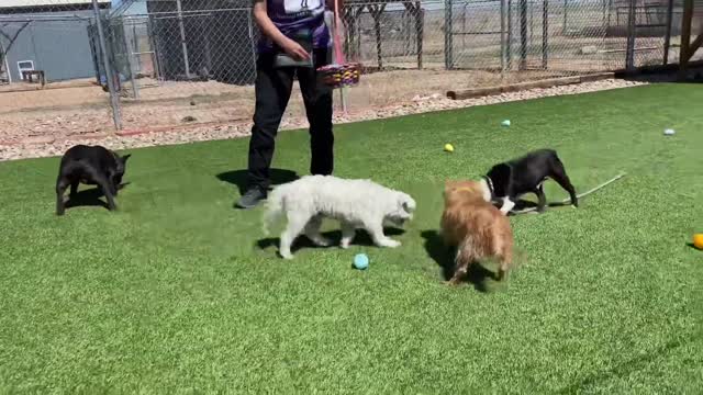 Puppy Mill Rescue Dogs Enjoy Their First Easter Egg Hunt While Awaiting Their Forever Homes