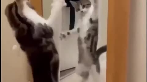 Funny Videos cat and dog