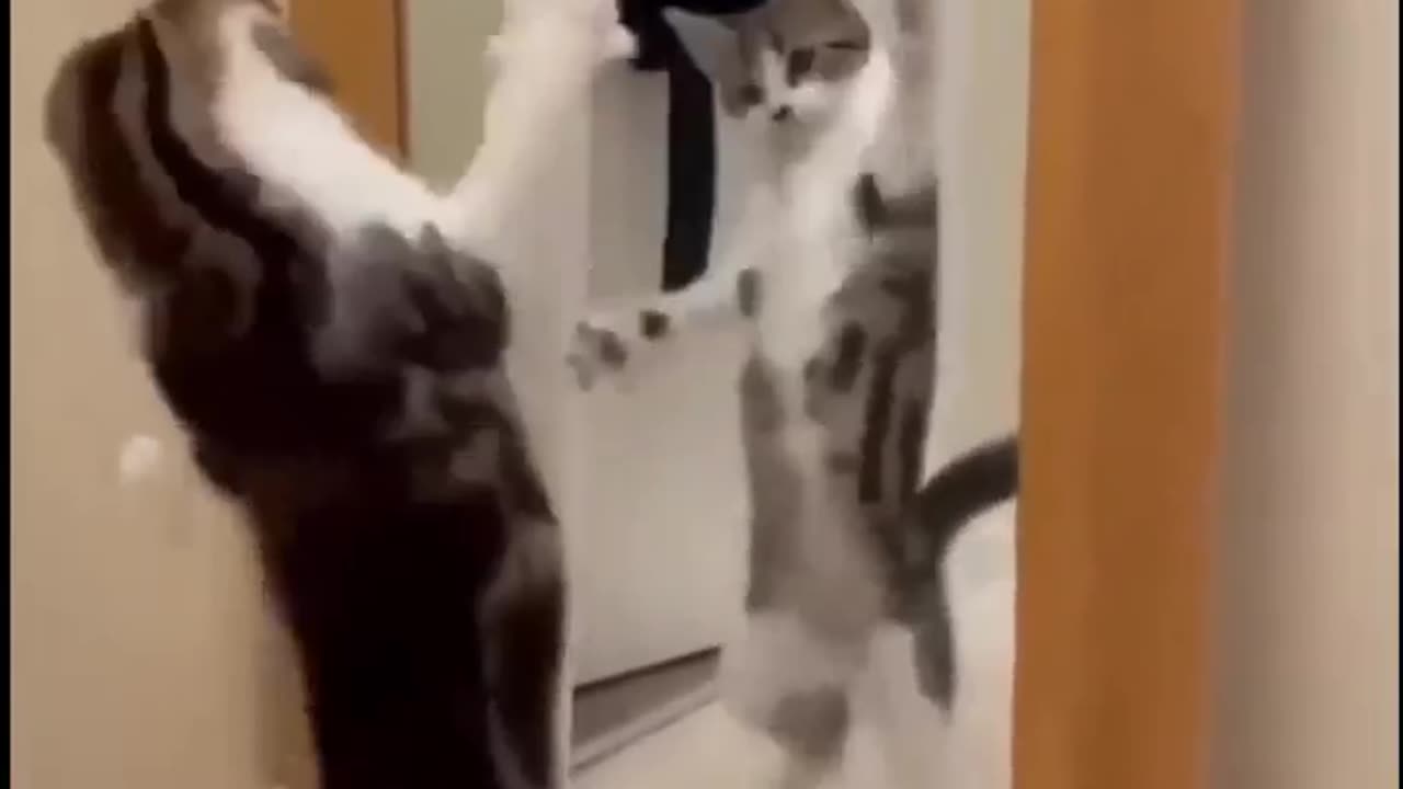 Funny Videos cat and dog