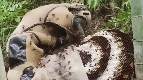 Hornet Hive Removal