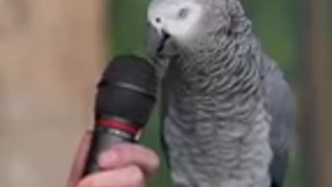 einsteinparrot talk