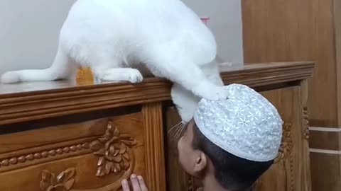 cat and baby relationship