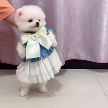 cute pomeranian | dog status video |