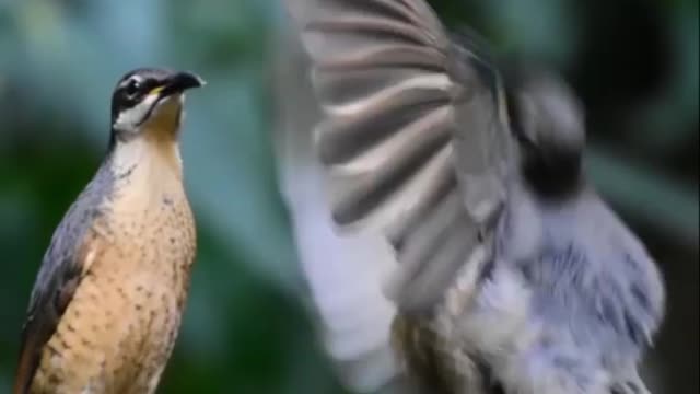 Male bird trying to mate