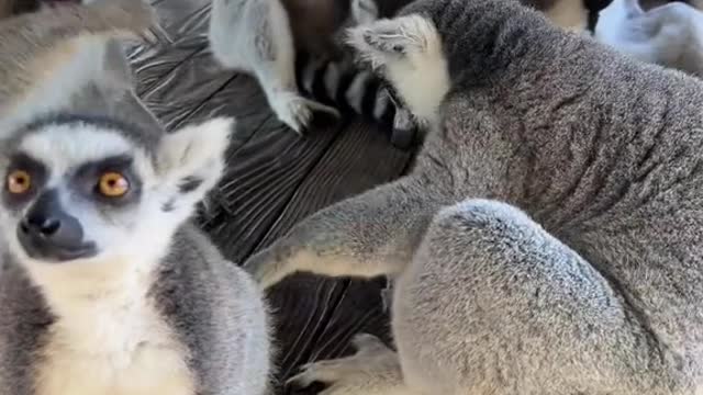 lemurs