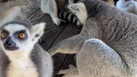 lemurs