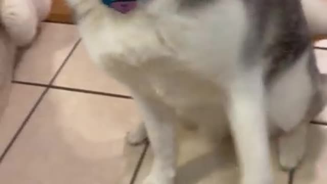 Teach youe dog to shake in 60 seconds