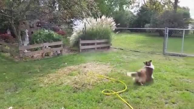 Dog Dos and Don'ts