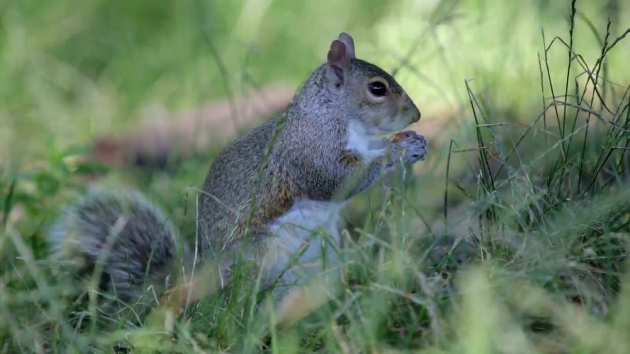10 Most Happiest Animals